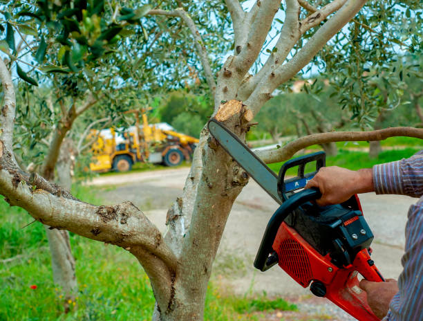 Best Tree Branch Trimming  in Seagraves, TX